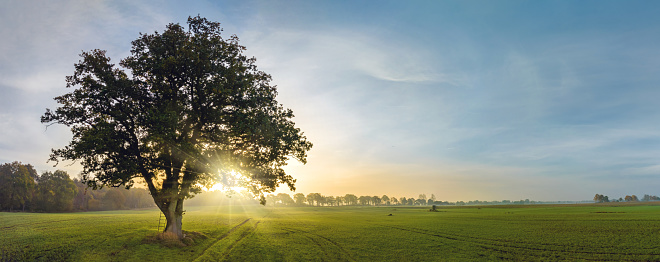 Panorama view of lonely tree in a foggy farm field in the morning haze by sunrise.A ledder and hide for hunters up in deciduous tree for hunting or observing. A oak tree in field with sunrise sky.