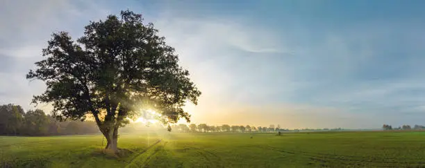 Photo of Panorama view of lonely tree in a foggy farm field in the morning haze by sunrise.A ledder and hide for hunters up in deciduous tree for hunting or observing. A oak tree in field with sunrise sky.