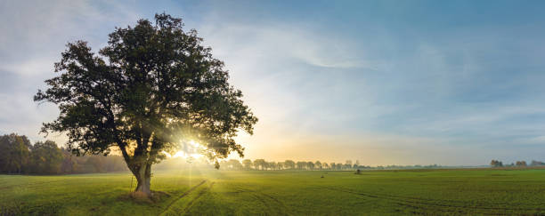 panorama view of lonely tree in a foggy farm field in the morning haze by sunrise.a ledder and hide for hunters up in deciduous tree for hunting or observing. a oak tree in field with sunrise sky. - lonely tree fotos imagens e fotografias de stock
