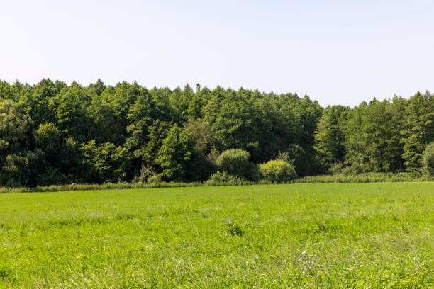 istock Trees growing in the forest in the summer 1438489712