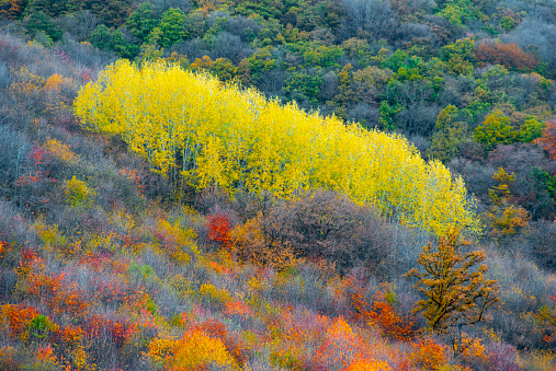 Fall mountain forest, autumn colorful trees texture background.