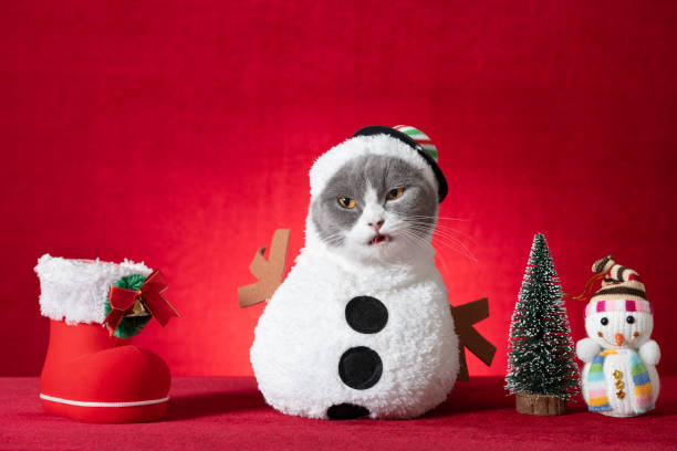 cute british shorthair cat with Christmas snowman dress on red background stock photo