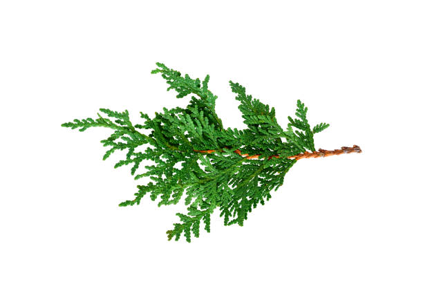 istock Green cedar branch isolated cutout 1438492365