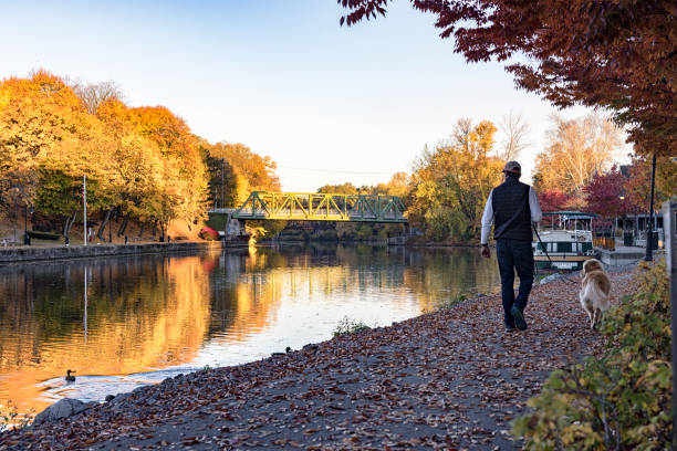 man walking dog bei sonnenaufgang auf dem erie canal heritage trail - golden retriever dog autumn leaf stock-fotos und bilder