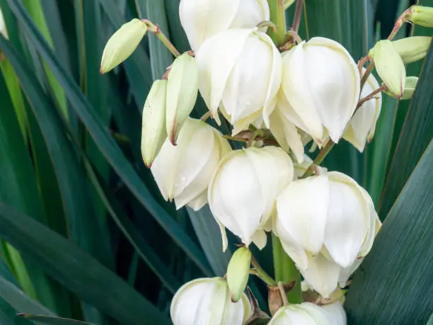 Yucca. The palm tree blooms with white flowers. Botany. Flowers close-up.