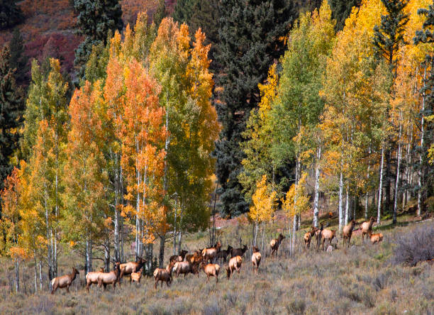 Colorado Telluride Autumn stock photo