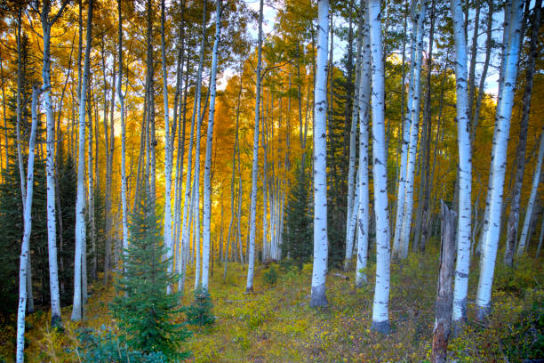 Autumn color in the forests of Glacier National Park in Montana USA