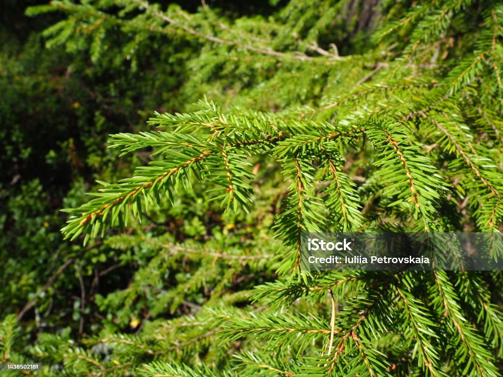 Picea spruce, a genus of coniferous evergreen trees in the pine family Pinaceae. Coniferous forest in Karelia. Spruce branches and needles. The problem of ecology, deforestation and climate change. Autumn Leaf Color Stock Photo