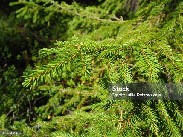 Picea Spruce A Genus Of Coniferous Evergreen Trees In The Pine Family Pinaceae Coniferous Forest In Karelia Spruce Branches And Needles The Problem Of Ecology Deforestation And Climate Change Stock Photo - Download Image Now