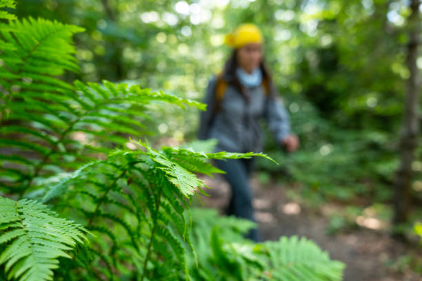 Tourist woman hiking in the woods on a sunny day. stock photo
