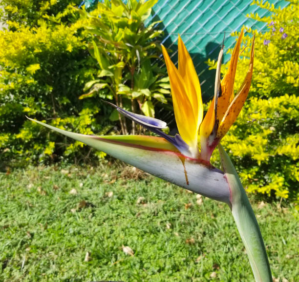 istock Beautiful flower in the garden 1438502832