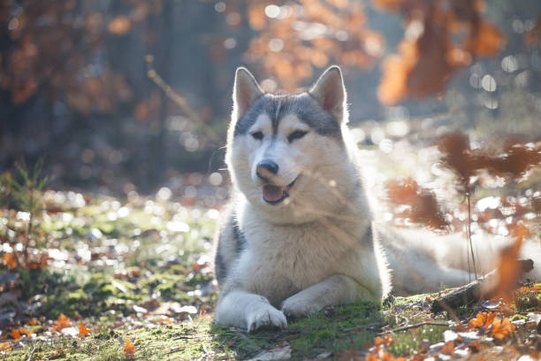 istock Red siberian husky in the park 1438503173