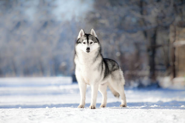 istock Beautiful siberian husky in a snowy park 1438503178