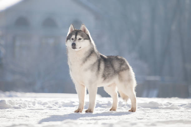 istock Beautiful siberian husky in a snowy park 1438503181