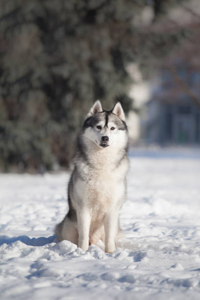 istock Beautiful siberian husky in a snowy park 1438503183