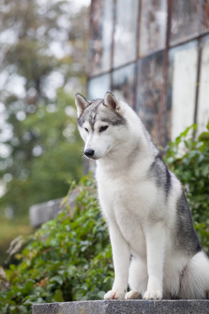 istock Gray siberian husky outdoors portrait 1438503189