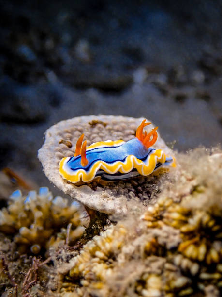 chromodoris annae - sea　slugs zdjęcia i obrazy z banku zdjęć