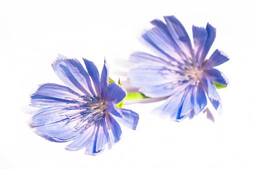 Chicory flowers isolated on white background. Medicinal plant - coffee replacement