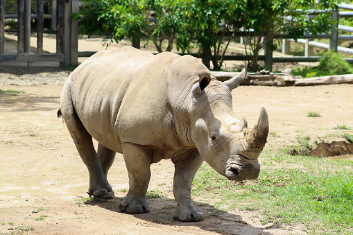 Rinocerontes Blanco caminando.