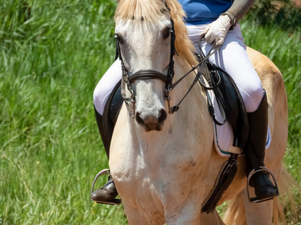 istock Horseback riding on a sunny day. 1438507939