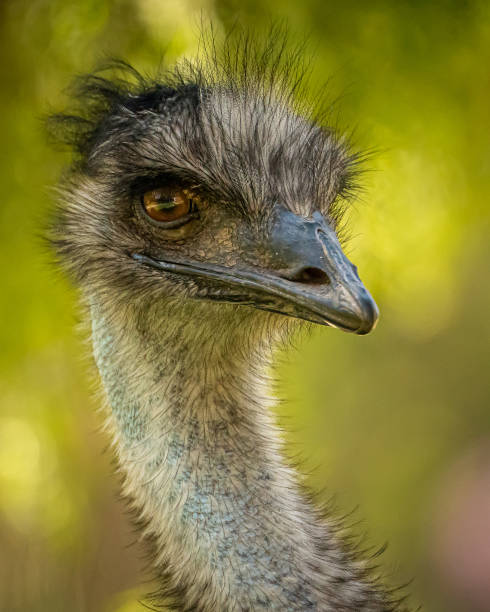istock Emu Face Close-up with Happy Facial Expression 1438507943