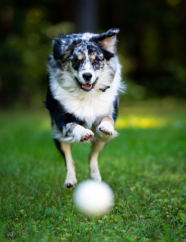 Funny portrait of cute puppy dog border collie holding toy ball in mouth isolated on white background. Purebred pet dog with tennis ball wants to playing with owner. Pet activity and animals concept