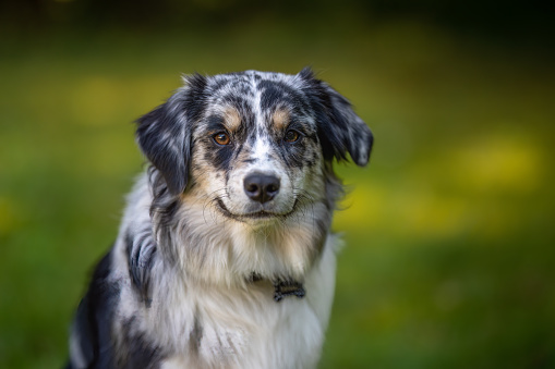 Australian Shepherd with open mouth lying on lawn. Happy dog and pet toy in outdoors