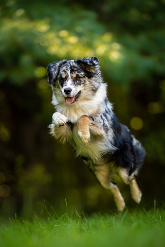 An Australian Shepherd leaps through the air while out playing in the yard.