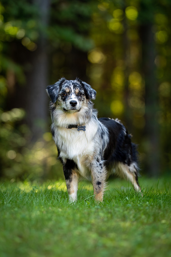 An Australian Shepherd standing on the grass in a yard.  Forest in the background.