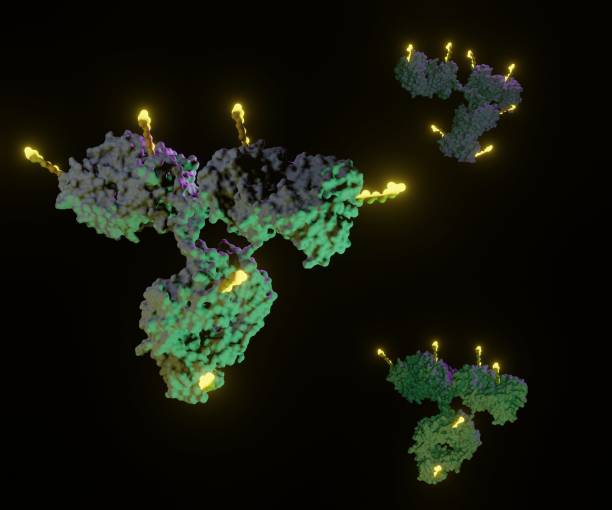 분리된 항체 약물 접합체(adc) - antibody 뉴스 사진 이미지