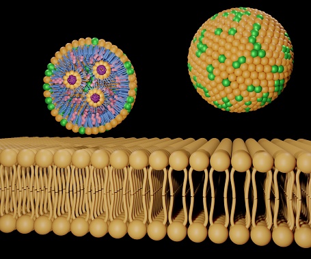 Isolated Lipid Nanoparticles for Organ-Specific mRNA on the cell's lipid bilayer membrane 3d rendering