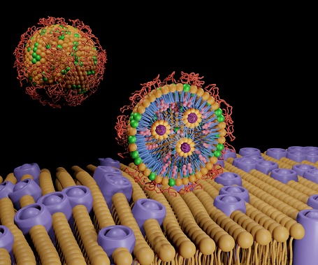 Polyethylene glycol (PEG)-lipid conjugates which have been used in bioconjugation. lipid nanoparticle on the lipid bilayer membrane 3d rendering