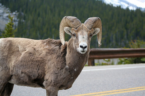 Ram standing in the middle of the road on the Icefields Parkway in Alberta, Canada.