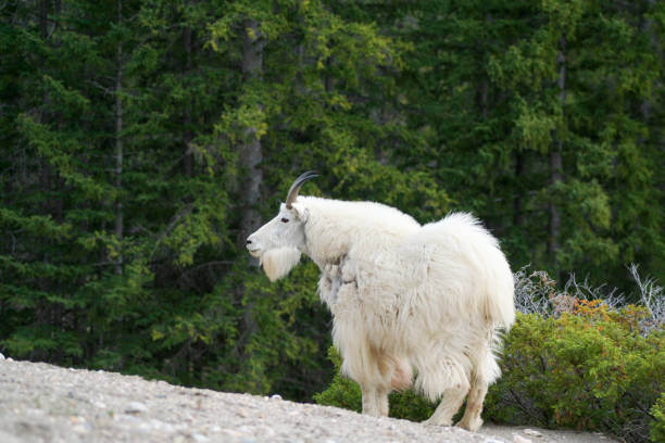 istock Mountain goat in a clearing . 1438513699
