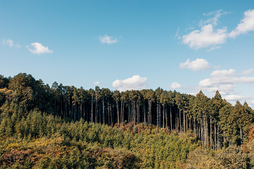 High angle view of a replanted logging site beside a managed forest