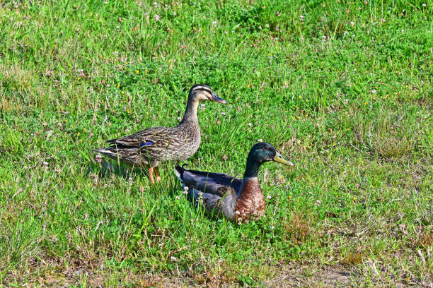 Photo of Two ducks in a field