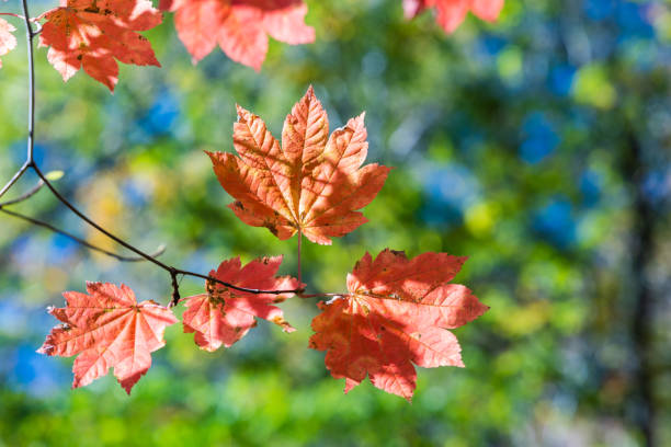 istock Background material of autumn leaves Autumn image 1438521711