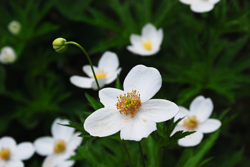 I tooked a picture of white anemone outside.