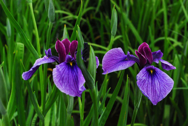istock flowers of japanese iris 1438523180