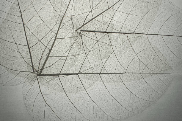istock Top view of the leaf. Cell patterns  Skeletons leaves transparent shape .Abstract leaves from nature with Leaf veins abstract of Autumn background for creative banner design for text and advertising. 1438524489