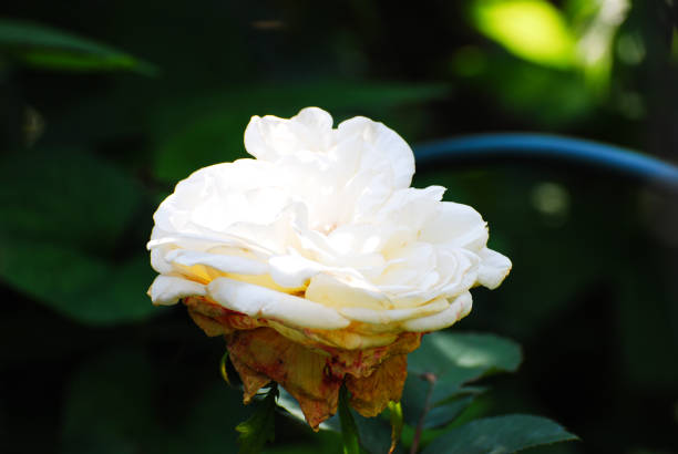 I tooked a picture of gardening rose.