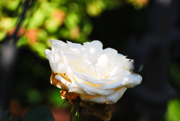 I tooked a picture of gardening rose.