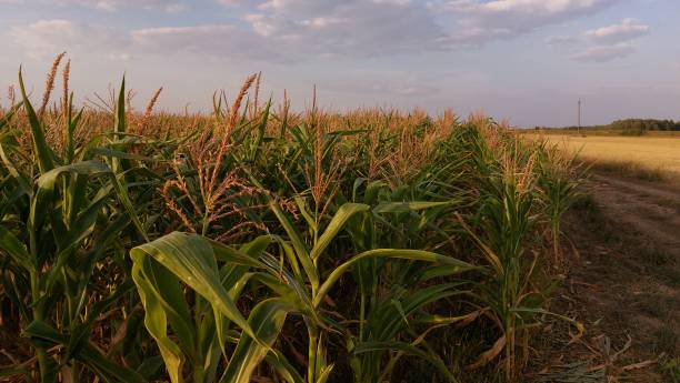 istock View of the corn field 1438525136
