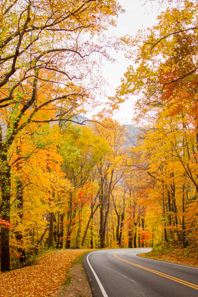 arbres d’automne colorés et vues sur les montagnes dans le tennessee à l’automne 2022 - great smoky mountains flash photos et images de collection