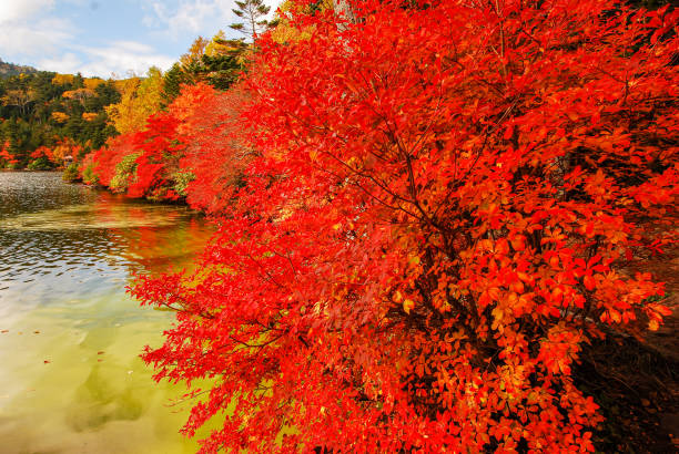 istock autumn leaves and lake 1438528950
