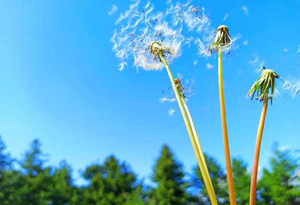 istock White dandelion flower seed blown away by wind in blue sky background 1438529102