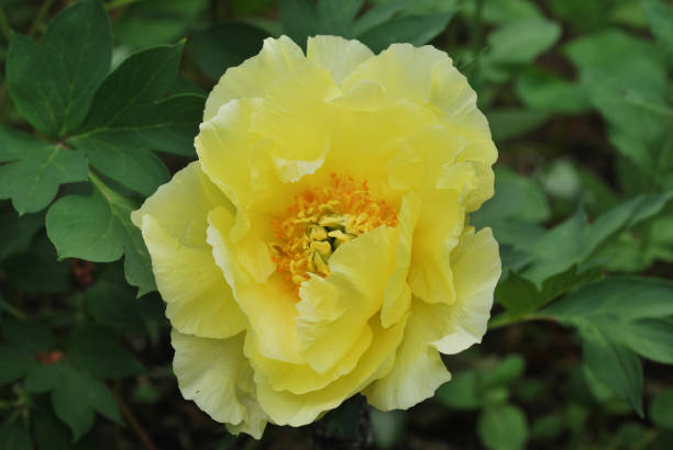 istock close up rose in the garden 1438530213