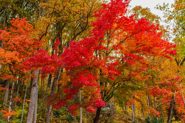 arbres d’automne rouges, oranges et jaunes colorés au tennessee à l’automne 2022 - great smoky mountains flash photos et images de collection