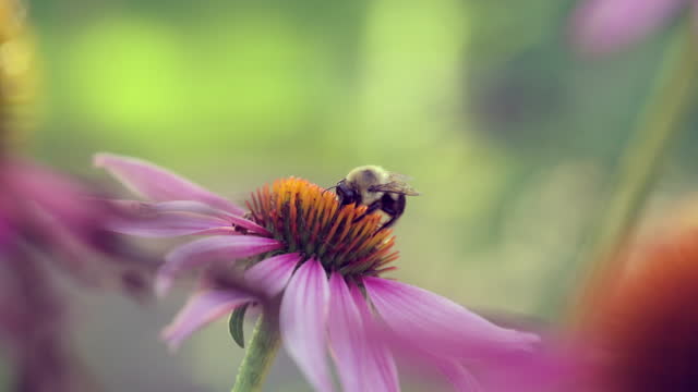 Bumblebee On Flower Head
