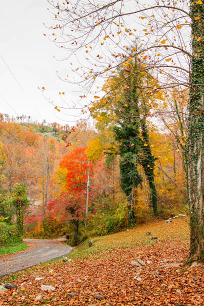 2022年秋のテネシー州のカラフルな秋の木々と山の景色 - great smoky mountains great smoky mountains national park leaf autumn ストックフォトと画像